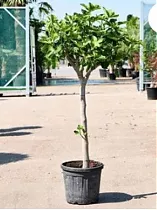 Инжир - Ficus carica D36 H135
