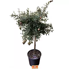 Гранат - Punica granatum Nana D15 H60