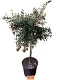 Гранат - Punica granatum Nana D15 H60