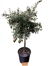 Гранат - Punica granatum Nana D15 H60