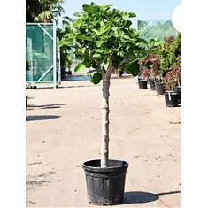 Инжир - Ficus carica D45 H185
