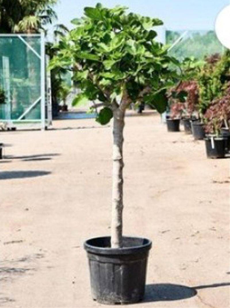 Инжир - Ficus carica D45 H185