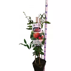 Гранат - Punica Granatum Bush D19 H70