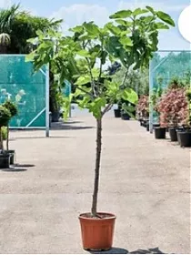 Инжир - Ficus carica D37 H180