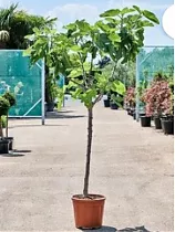 Инжир - Ficus carica D37 H180