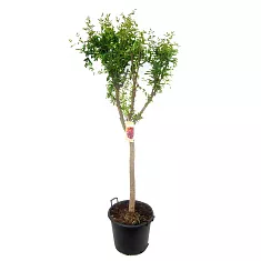 Гранат - Punica  granatum D50 H230