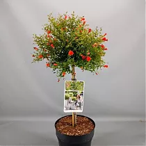 Гранат - Punica granatum Nana D28 H110