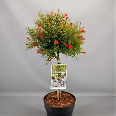 Гранат - Punica granatum Nana D28 H110
