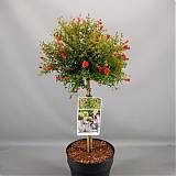 Гранат - Punica granatum Nana D28 H110