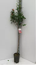 Гранат - Punica granatum D19 H160