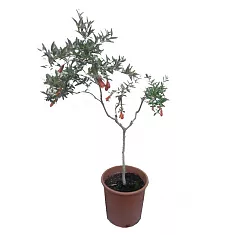 Гранат - Punica granatum D23 H120