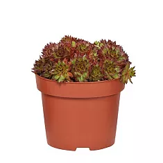 Молодило - Sempervivum