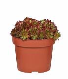 Молодило - Sempervivum