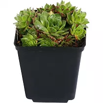 Молодило Oddity