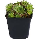 Молодило Oddity