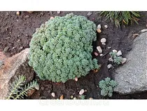 Очиток испанский Glaucum - Sedum D8 H12
