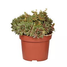 Молодило - Sempervivum