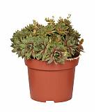 Молодило - Sempervivum