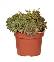 Молодило - Sempervivum