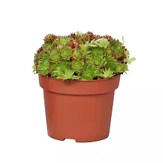 Молодило кровельное