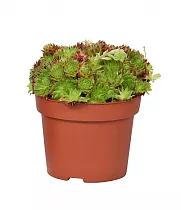 Молодило кровельное