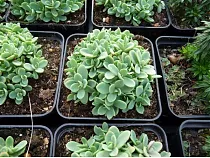 Очиток ewersii - Sedum D8 H12