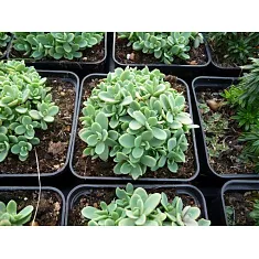 Очиток ewersii - Sedum D8 H12