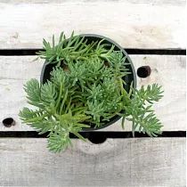 Очиток отогнутый "Blue Carpet" - Sedum D8 H12