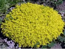 Очиток acre видовой - Sedum D8 H12