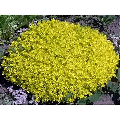 Очиток acre видовой - Sedum D8 H12