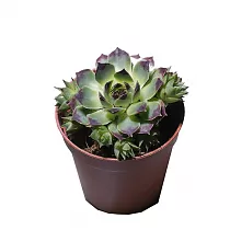 Молодило - Sempervivum