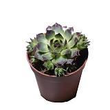 Молодило - Sempervivum