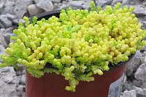 Очиток acre "Aureum" - Sedum D8 H12