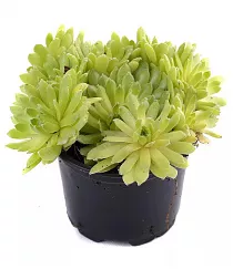 Молодило - Sempervivum