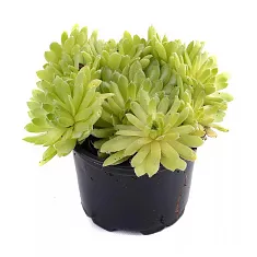 Молодило - Sempervivum