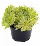 Молодило - Sempervivum