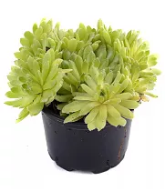 Молодило - Sempervivum