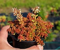 Очиток Murale-Sedum D8 H12