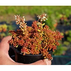 Очиток Murale-Sedum D8 H12