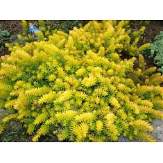 Очиток отогнутый 'Angelina' - Sedum D8 H12