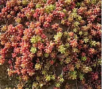 Очиток album Хиллебранта, красная - Sedumформа D8 H12