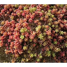 Очиток album Хиллебранта, красная - Sedumформа D8 H12