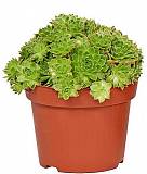 Молодило паутинистое "Red Papaver"