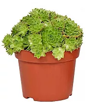 Молодило паутинистое "Red Papaver"