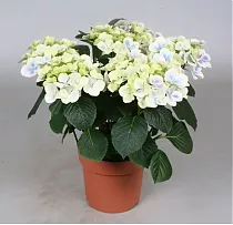 Гидрангия (Гортензия) Бабария - Hydrangea Bavaria D15 H35