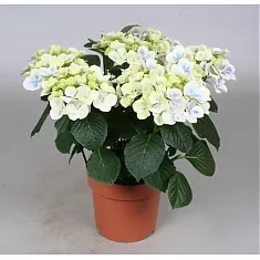 Гидрангия (Гортензия) Бабария - Hydrangea Bavaria D15 H35