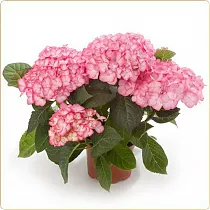 Гидрангия (Гортензия) - Hydrangea D15 H40