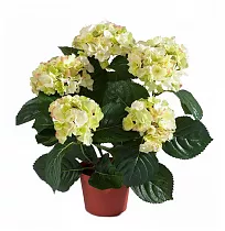 Гидрангия (Гортензия) белая - Hydrangea D15 H45