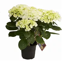 Гидрангия (Гортензия) белая - Hydrangea Hovaria Holibel D15 H40