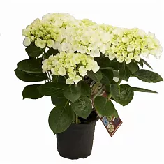 Гидрангия (Гортензия) белая - Hydrangea Hovaria Holibel D15 H40